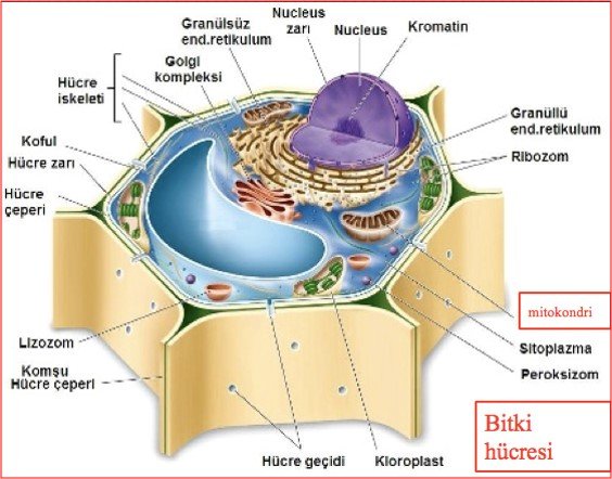 sitoplazma organeller ve hucrelerin karsilastirilmasi biyoloji evreni